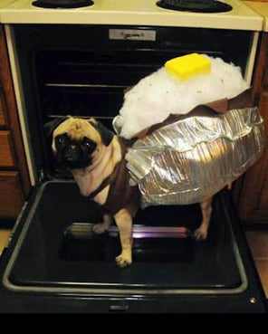 loaded potato pug